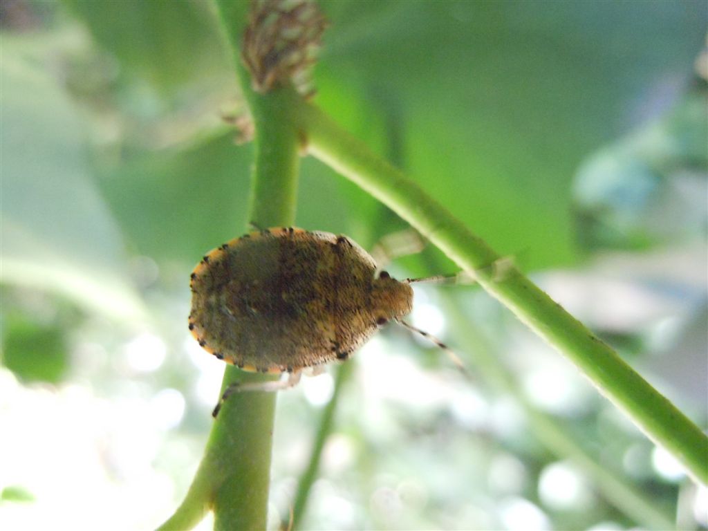 Pentatomidae: giovane Rhaphigaster nebulosa (NA)